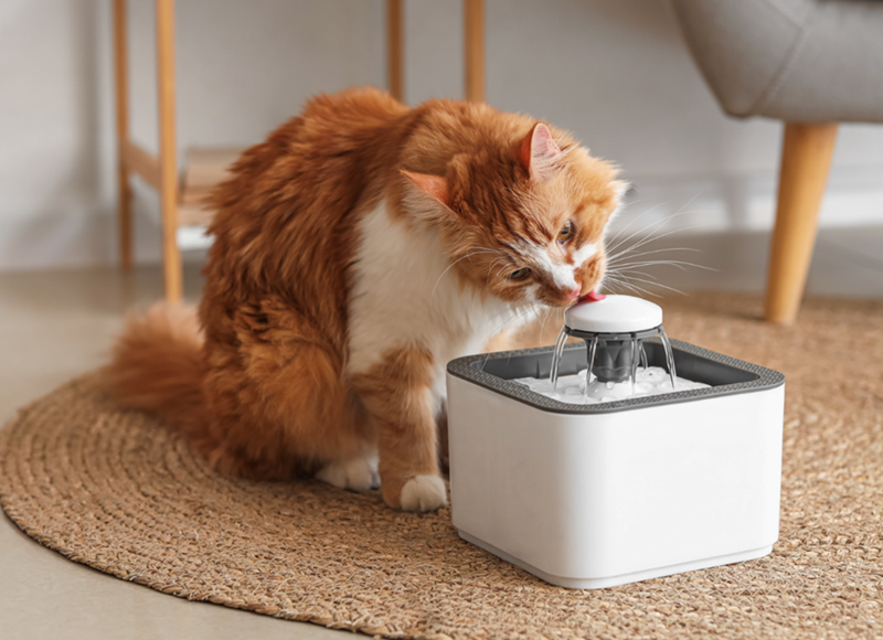 Cute Ginger Cat Drinking Water from Automatic Pet Fountain on Floor at Home