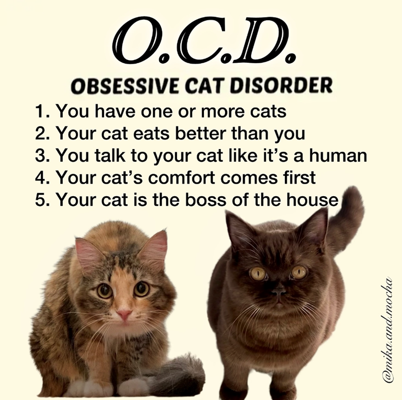 O.C.D. OBSESSIVE CAT DISORDER 1. You have one or more cats 2. Your cat eats better than you 3. You talk to your cat like it's a human 4. Your cat's comfort comes first 5. Your cat is the boss of the house @mika.and.mocha