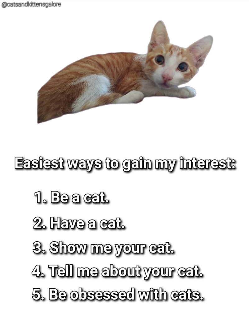 @catsandkittensgalore Easiest ways to gain my interest: 1. Be a cat. 2. Have a cat. 3. Show me your cat. 4. Tell me about your cat. 5. Be obsessed with cats.