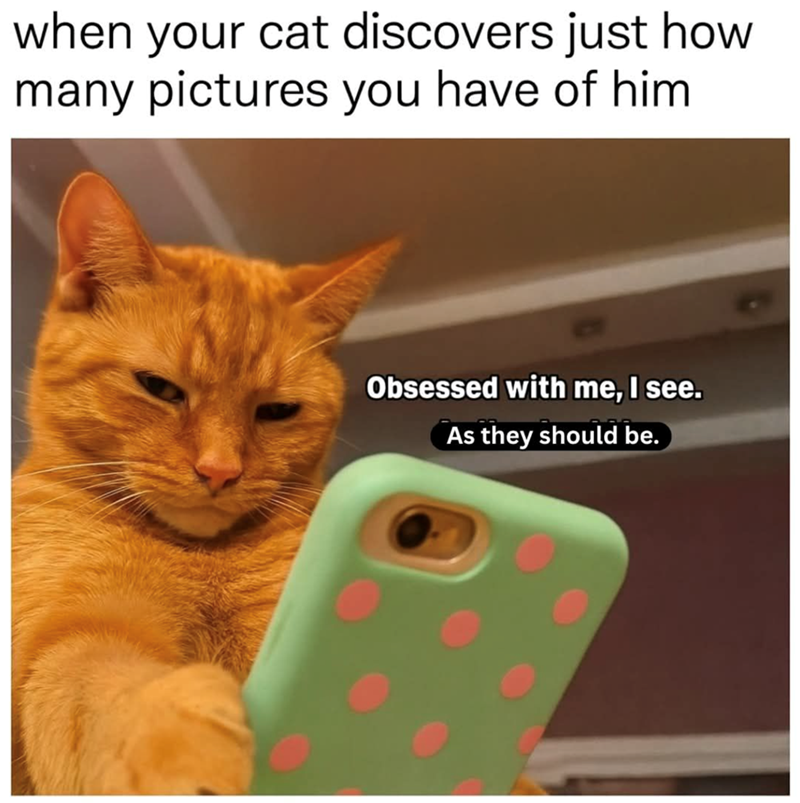 when your cat discovers just how many pictures you have of him Obsessed with me, I see. As they should be.