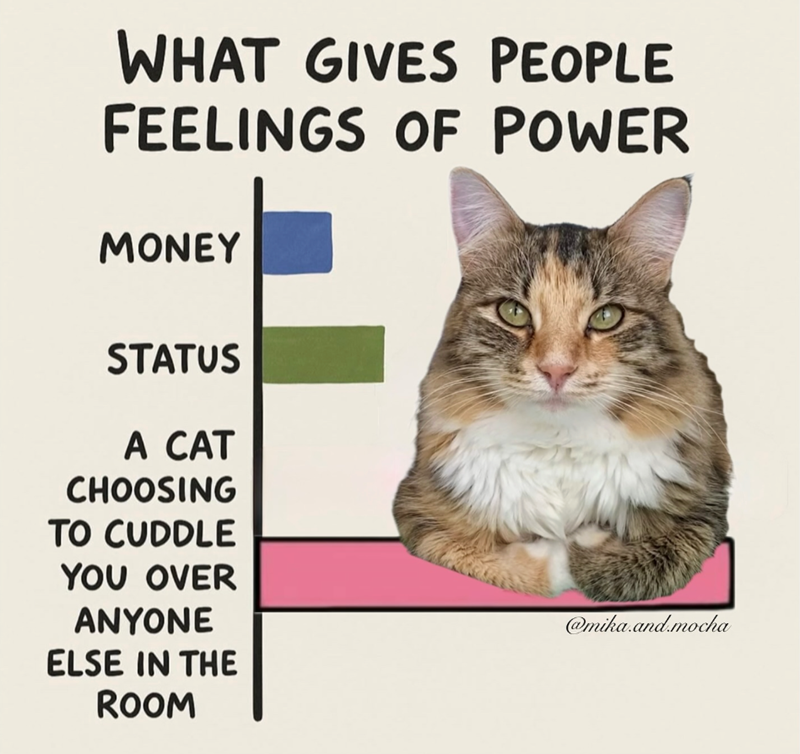 WHAT GIVES PEOPLE FEELINGS OF POWER MONEY STATUS A CAT CHOOSING TO CUDDLE YOU OVER ANYONE ELSE IN THE ROOM @mika.and.mocha