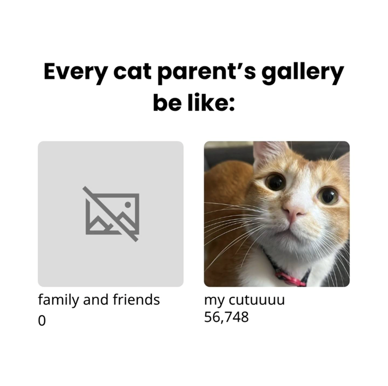 Every cat parent's gallery be like: family and friends 0 my cutuuuu 56,748
