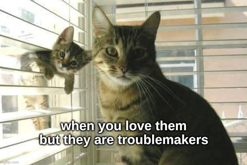 imgflip.com when you love them but they are troublemakers
