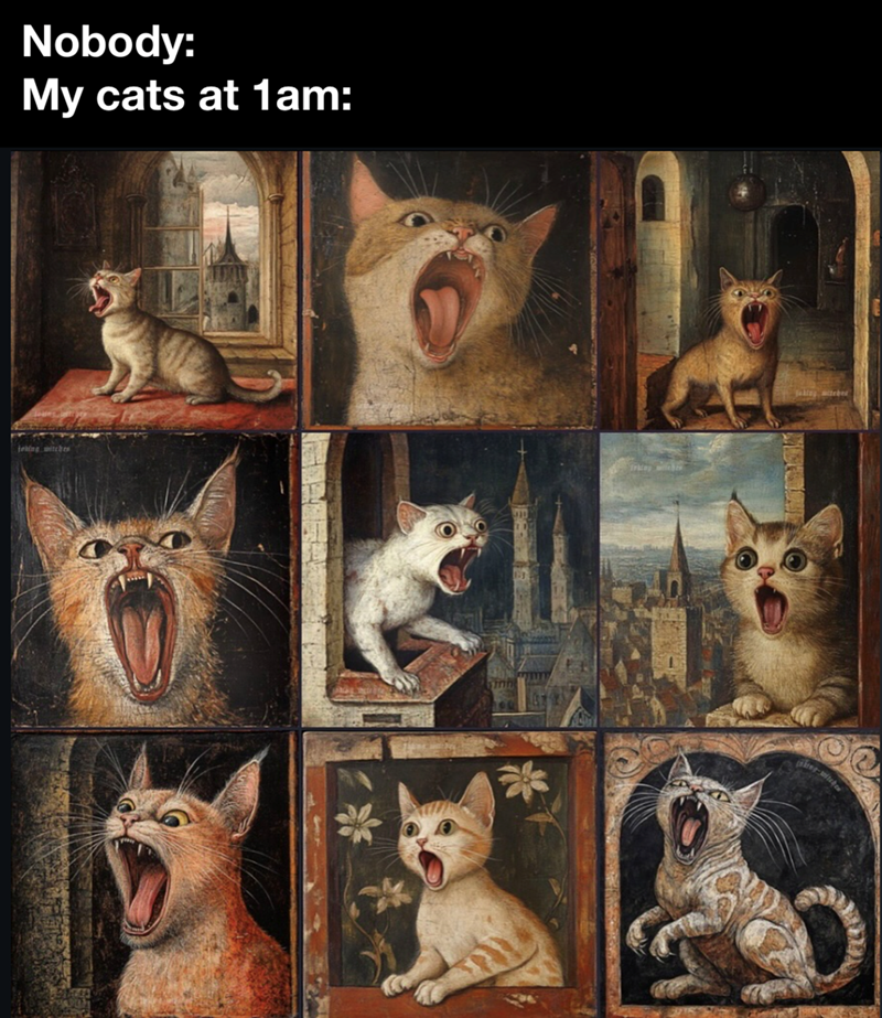 Nobody: My cats at 1am: joking witches
