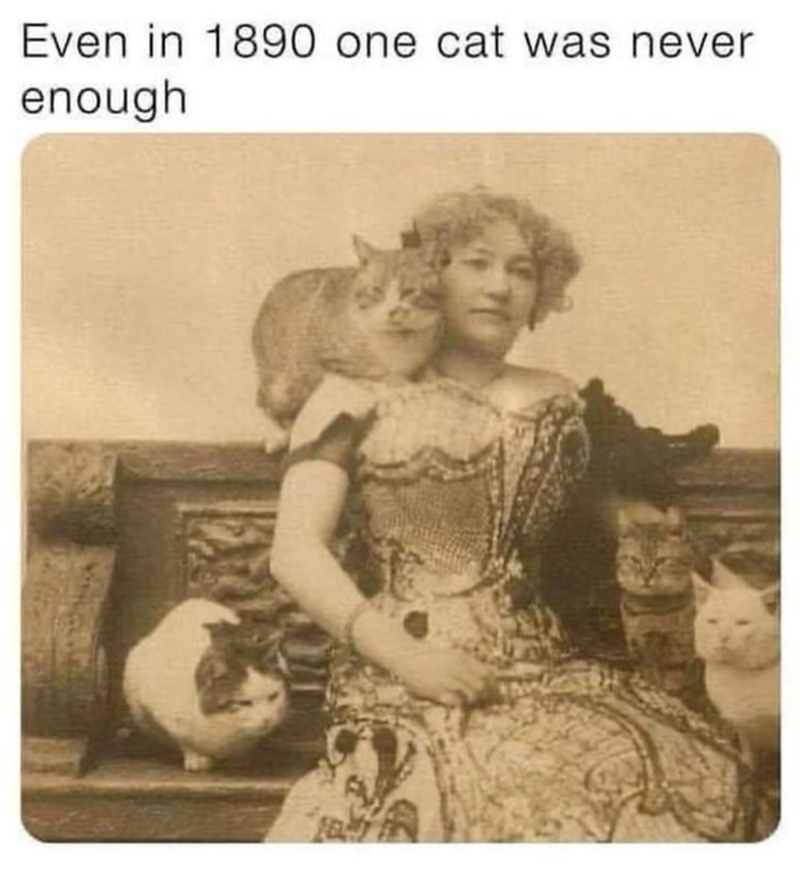 Even in 1890 one cat was never enough