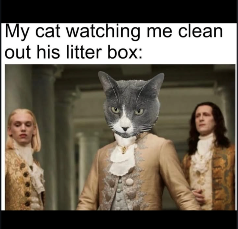 My cat watching me clean out his litter box: