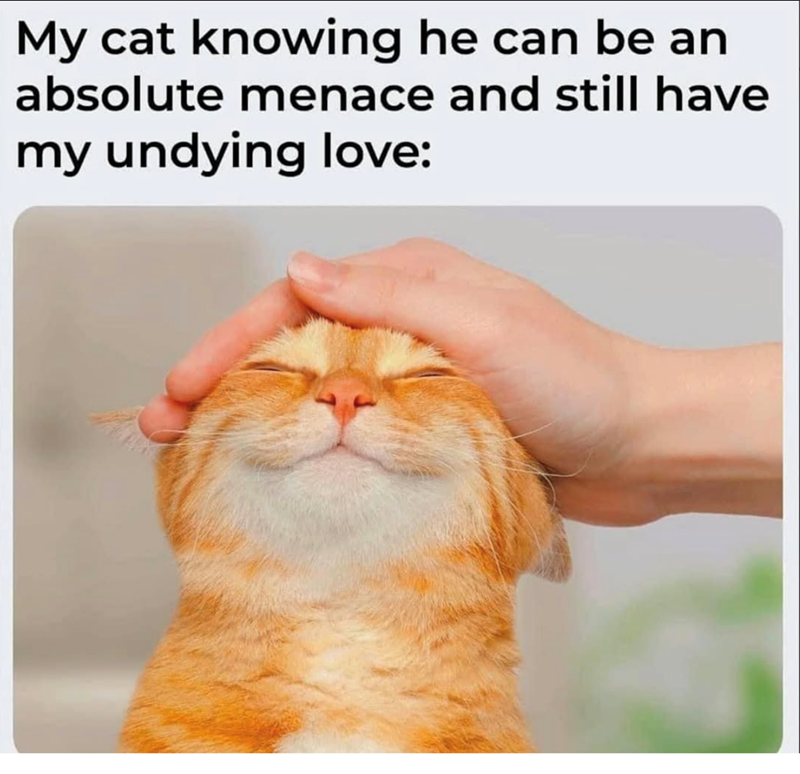 My cat knowing he can be an absolute menace and still have my undying love: