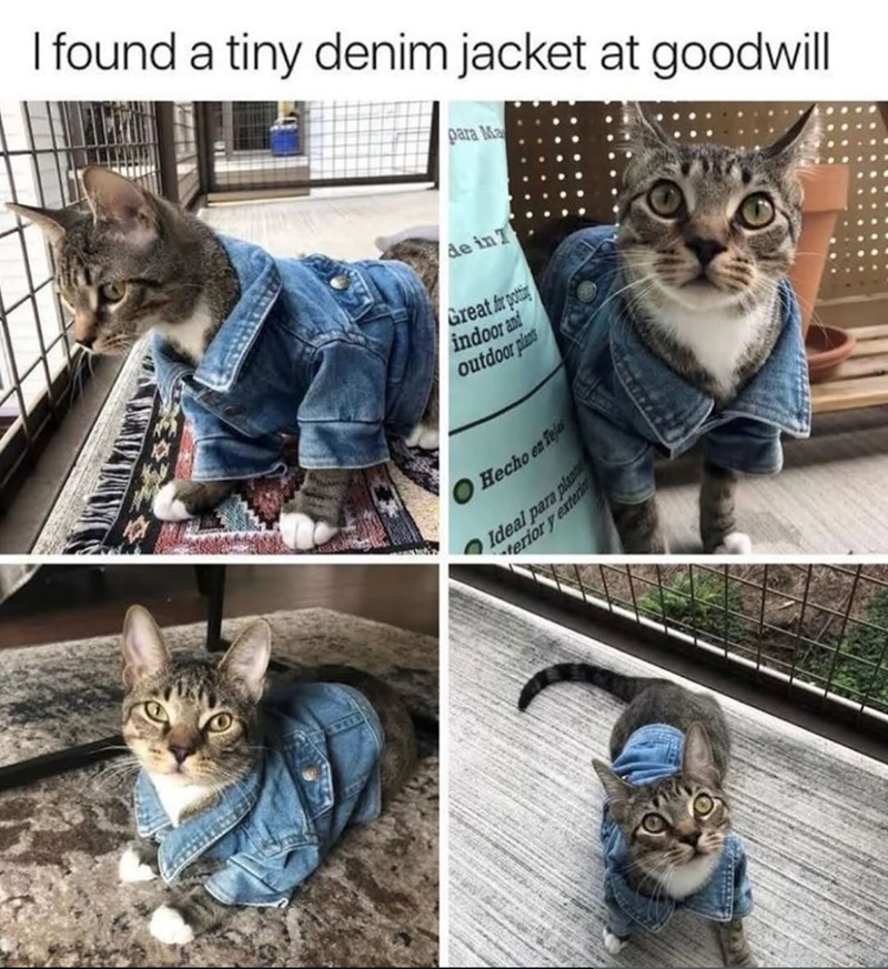 I found a tiny denim jacket at goodwill para Ma de in T Great for potti indoor and outdoor plants Hecho en Teja Ideal para plant terior y exterio