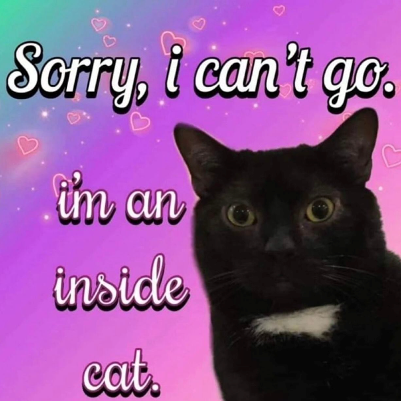 P Sorry, i can't go. i'm an inside cat. C