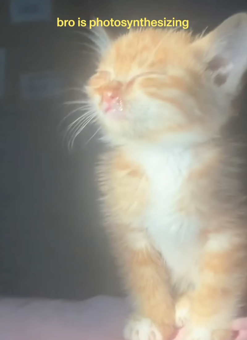 bro is photosynthesizing