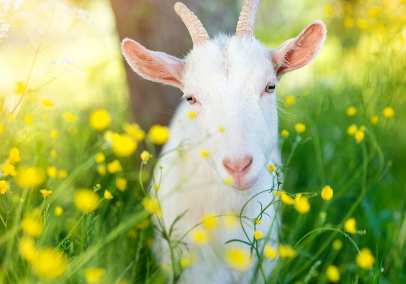 Goat sits in field of tall flowers before trimming the lawn by eating all the grass.