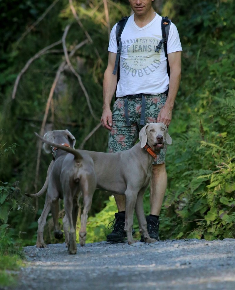 Man looking confused while walking two dogs down a gravel driveway in the mountain suburbs