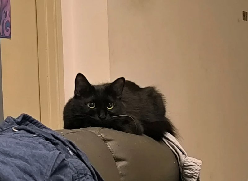 Cheezburger Image 10616324352