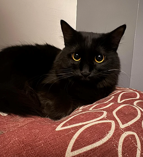 Cheezburger Image 10616325376