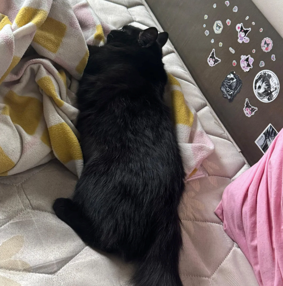 Cheezburger Image 10616325632