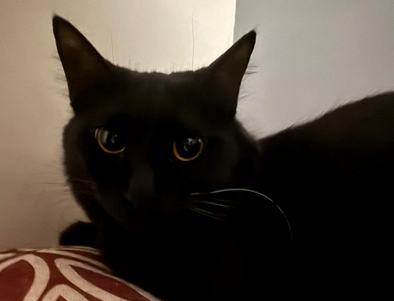 Cheezburger Image 10616326144