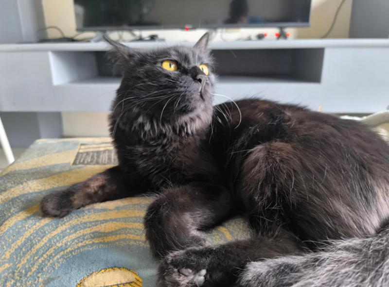 Cheezburger Image 10616326400