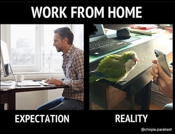 WORK FROM HOME EXPECTATION REALITY @chirpie.parakeet