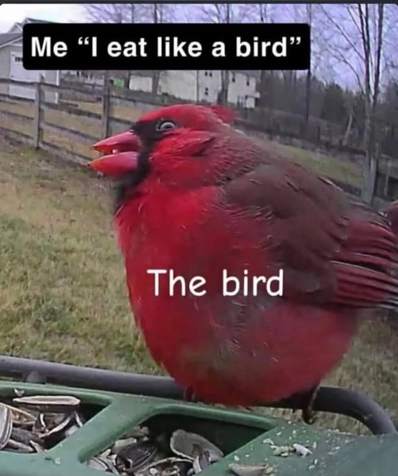 Me "I eat like a bird" The bird
