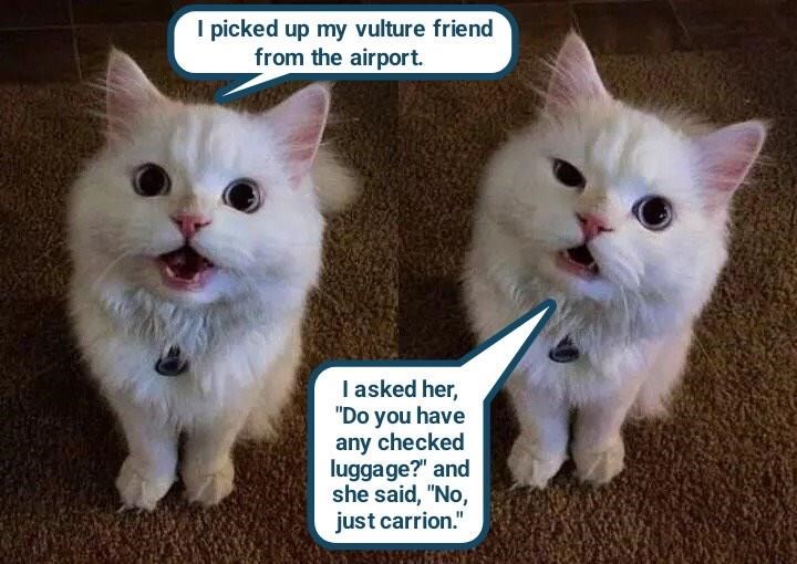 Cheezburger Image 10616375808