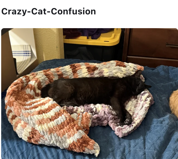 Crazy-Cat-Confusion