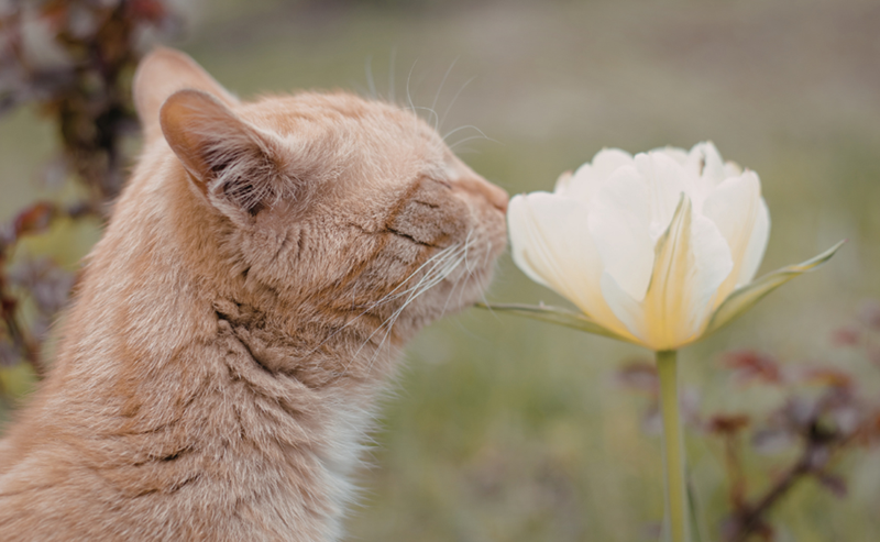 Cheezburger Image 10616390656