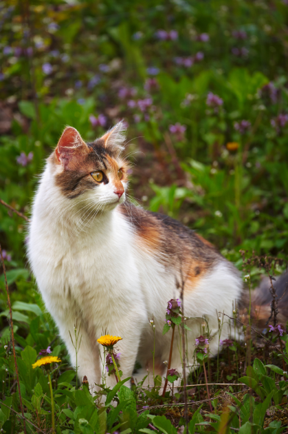 Cheezburger Image 10616391424