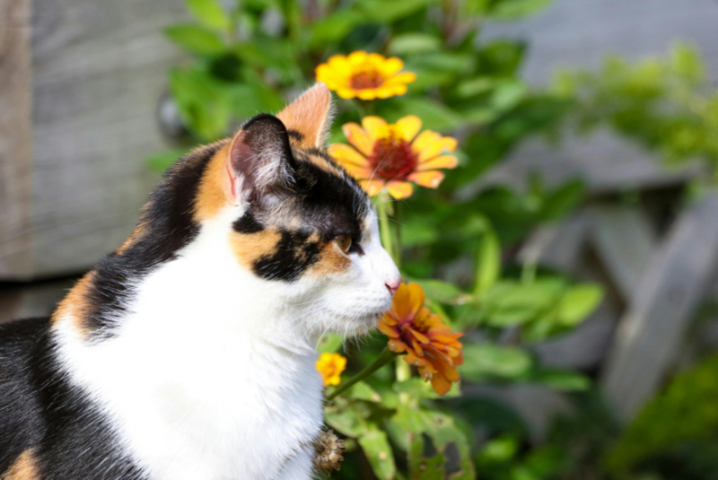 Cheezburger Image 10616392192