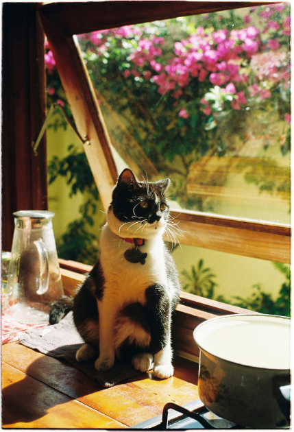 Cheezburger Image 10616392704