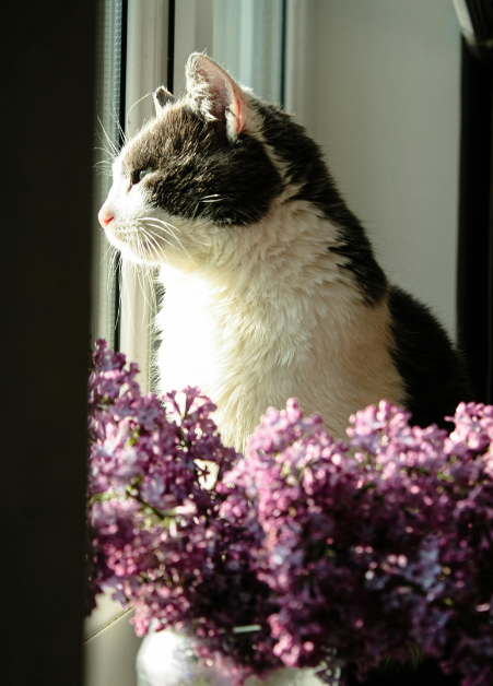 Cheezburger Image 10616393216