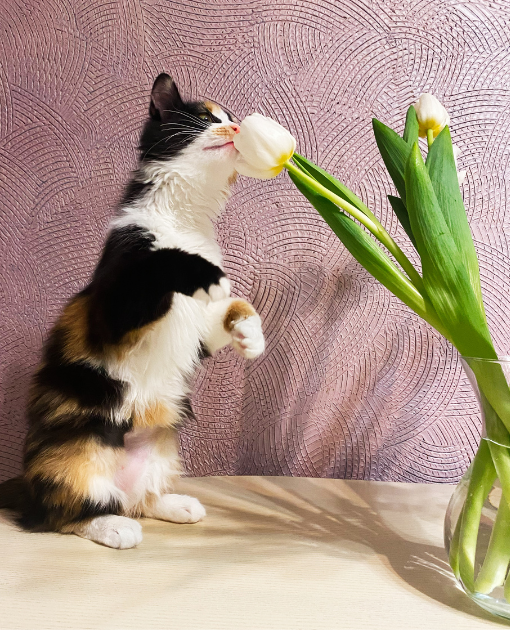 Cheezburger Image 10616393728