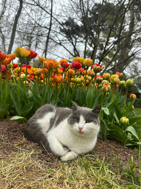 Cheezburger Image 10616394496