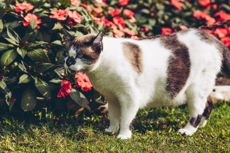 Cheezburger Image 10616394752