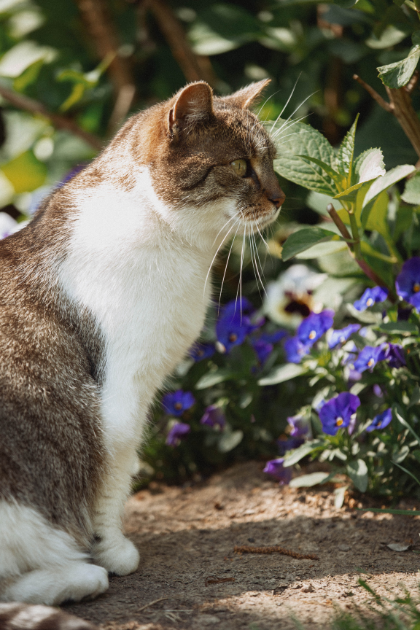 Cheezburger Image 10616395264