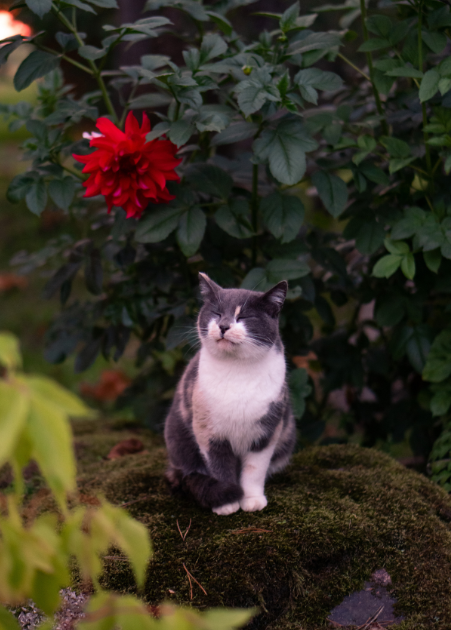 Cheezburger Image 10616395520