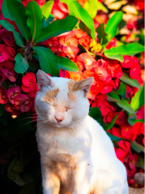 Cheezburger Image 10616395776