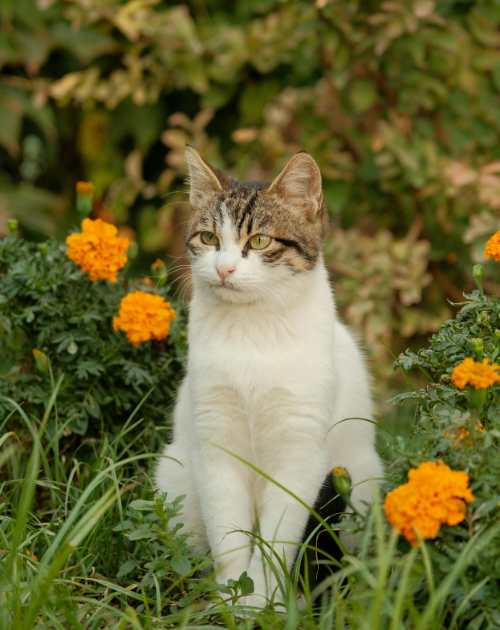 Cheezburger Image 10616396032