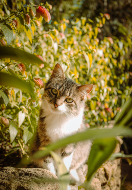 Cheezburger Image 10616396288