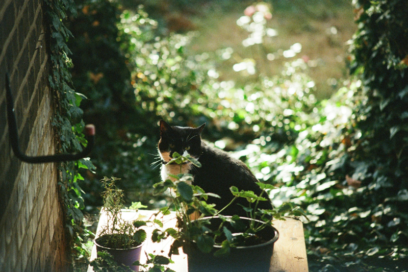 Cheezburger Image 10616402944