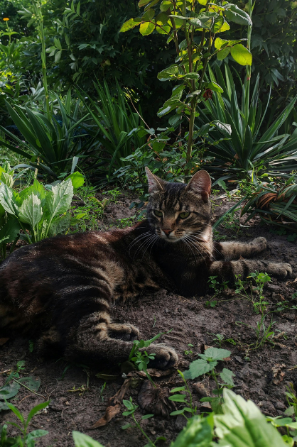 Cheezburger Image 10616403200