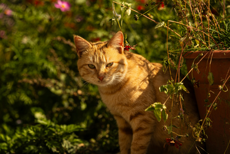 Cheezburger Image 10616403456