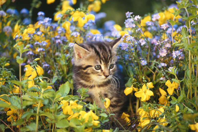 Cheezburger Image 10616403712