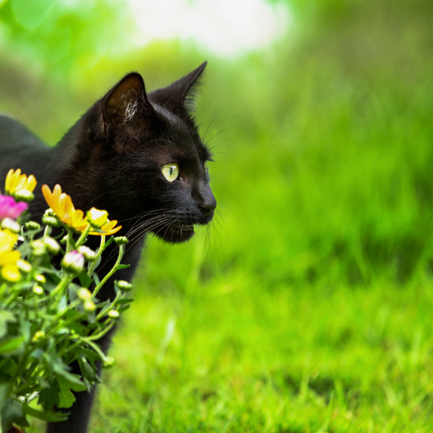 Cheezburger Image 10616404480