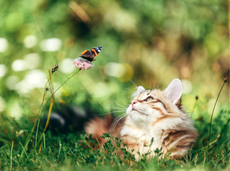 Cheezburger Image 10616404736