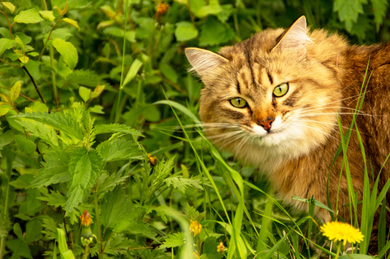 Cheezburger Image 10616405760