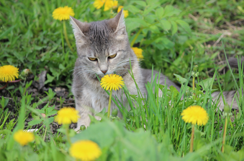 Cheezburger Image 10616406016