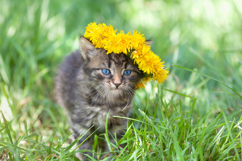 Cheezburger Image 10616406272