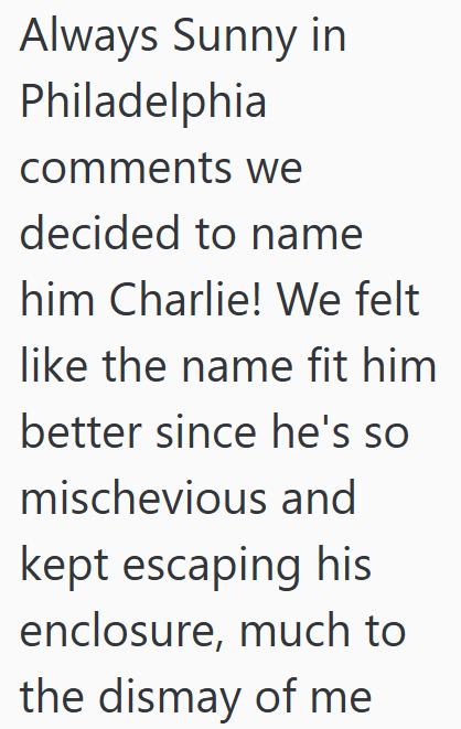 Always Sunny in Philadelphia comments we decided to name him Charlie! We felt like the name fit him better since he's so mischevious and kept escaping his enclosure, much to the dismay of me