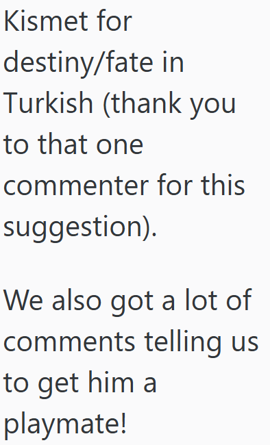 Kismet for destiny/fate in Turkish (thank you to that one commenter for this suggestion). We also got a lot of comments telling us to get him a playmate!