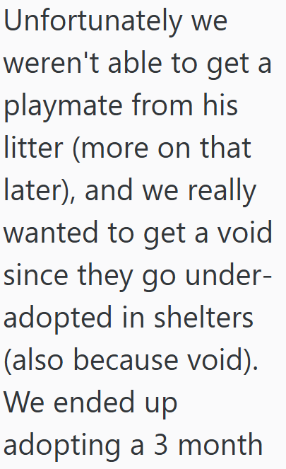 Unfortunately we weren't able to get a playmate from his litter (more on that later), and we really wanted to get a void since they go under- adopted in shelters (also because void). We ended up adopting a 3 month